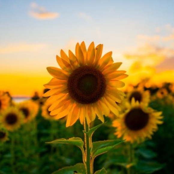 Meet your Posher, Blakely - Picture 1 of 1